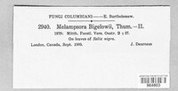 Melampsora bigelowii image